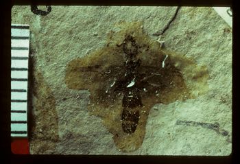 Media type: image;   Entomology PALE-2810 Aspect: full